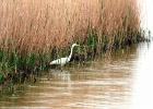 Grote zilverreiger   P.Bernard